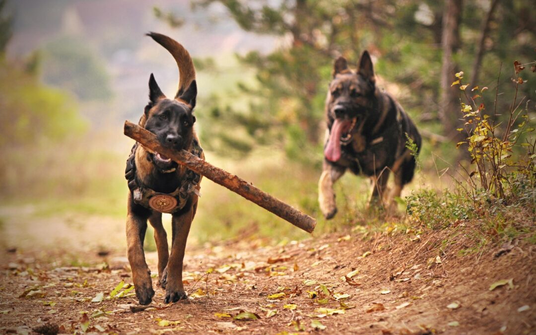 National K-9 Veterans Day