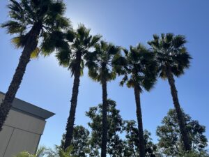 palm trees and a blue sky in california